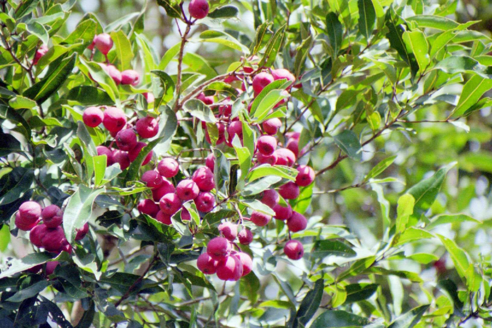 Syzygium Smithii LILLY PILLY Burringbar Rainforest Nursery