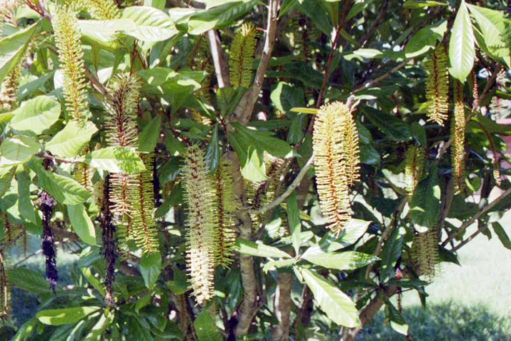 Athertonia diversifolia – ATHERTON OAK – Burringbar Rainforest Nursery