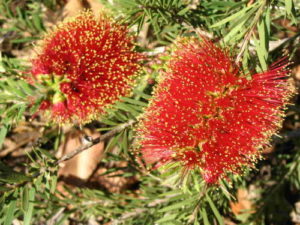 Callistemon ROCKY RAMBLER (upright form)- Blackdown Bottlebrush ...