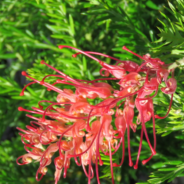 Grevillea SUPERB - Burringbar Rainforest Nursery