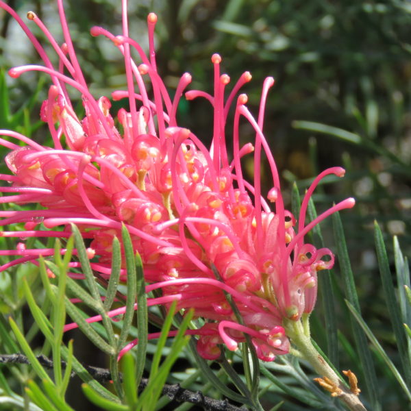 Grevillea LOLLYPOPS - Burringbar Rainforest Nursery