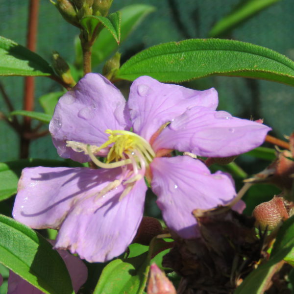 Melastoma affine - BLUE TONGUE - Burringbar Rainforest Nursery