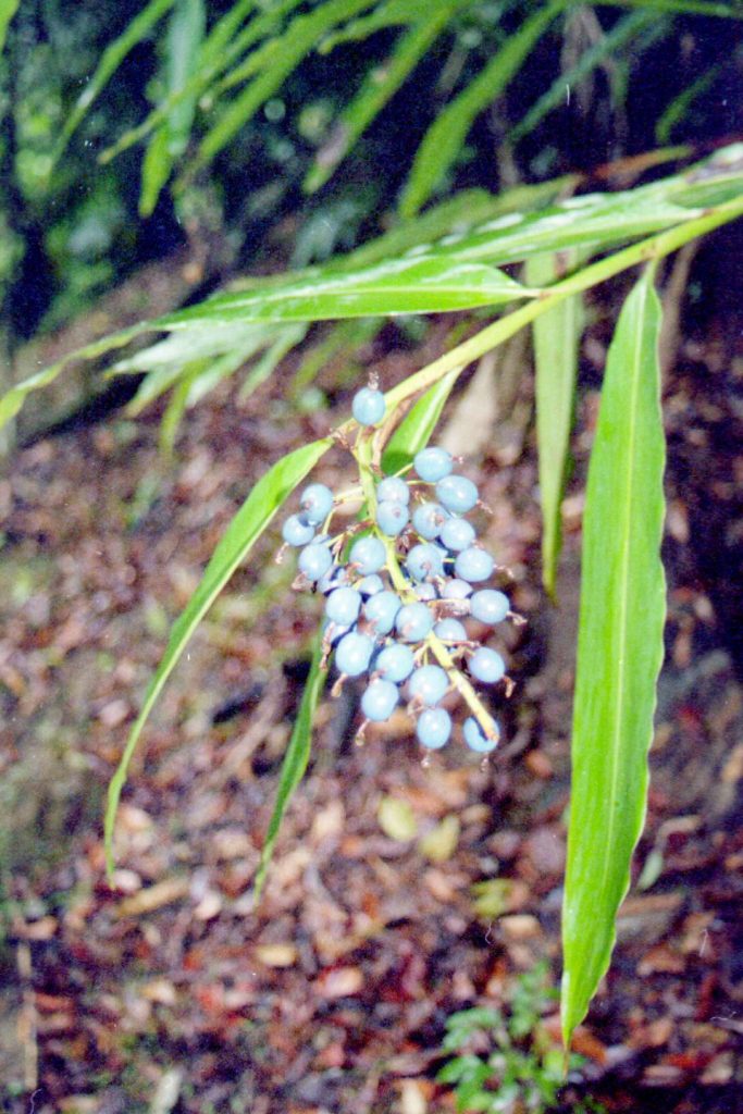 Alpinia caerulea – NATIVE GINGER – Burringbar Rainforest Nursery