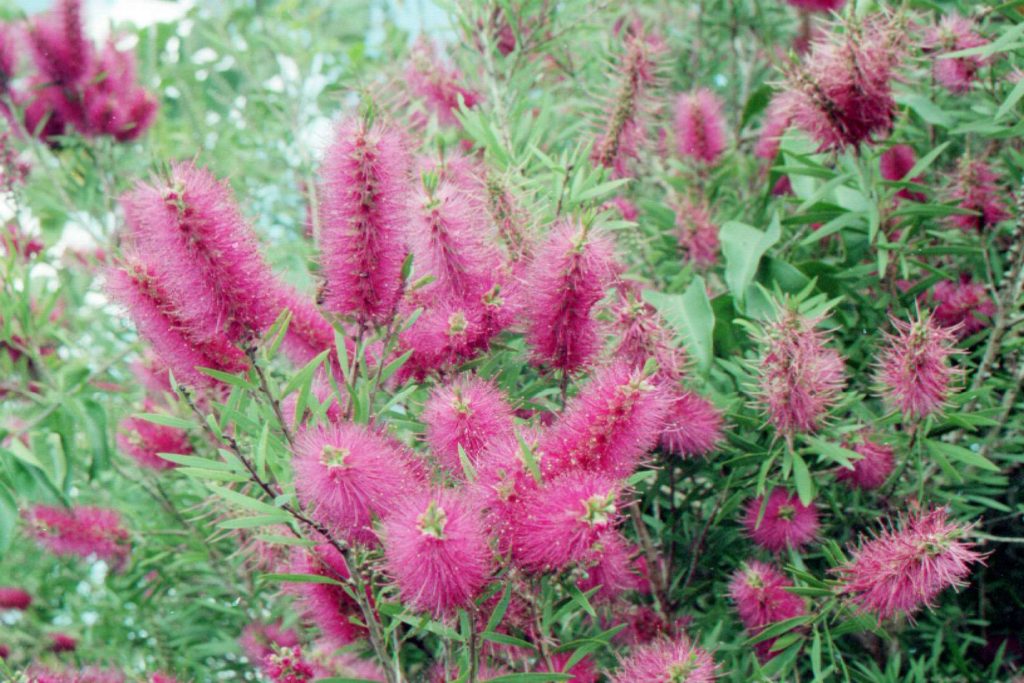 Callistemon EUREKA Burringbar Rainforest Nursery