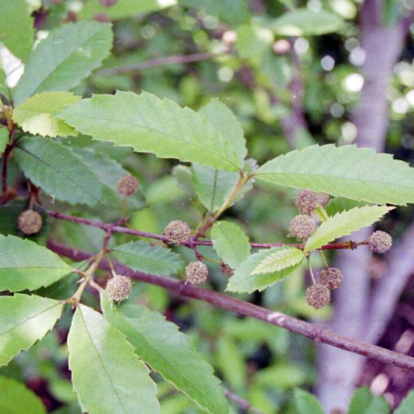 N.NSW & SE Qld Rainforest Trees & Shrubs – Page 5 – Burringbar ...