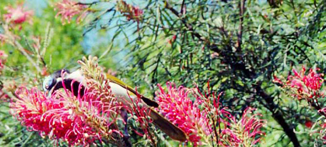 Grevilleas for Native Birds