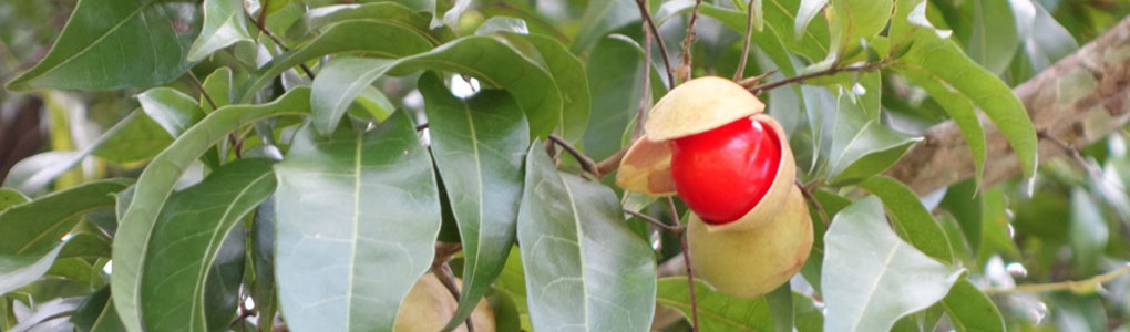 Bush Tucker Plants