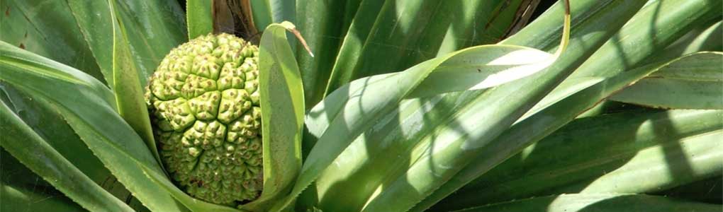 Coastal Plants