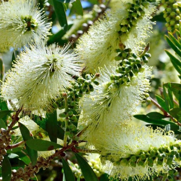 Callistemon Pallidus – Lemon Bottle Brush – Burringbar Rainforest Nursery