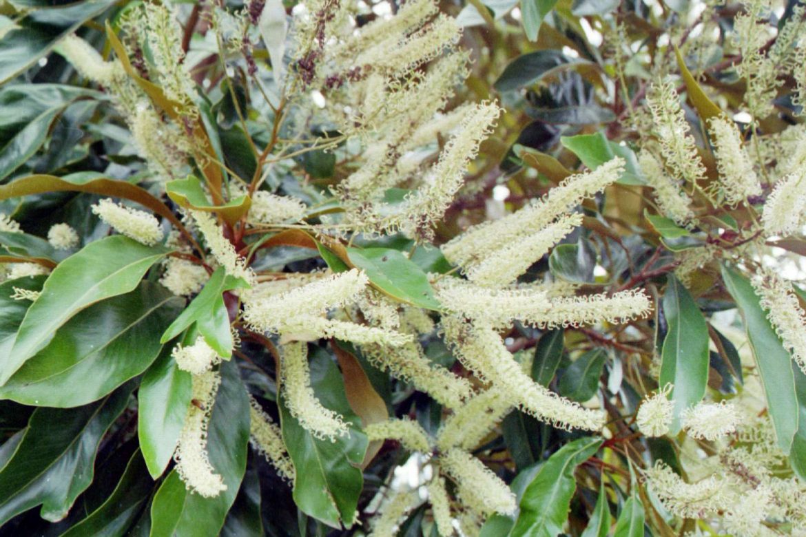 Grevillea baileyana FINDLAY’S SILKY OAK Burringbar Rainforest Nursery