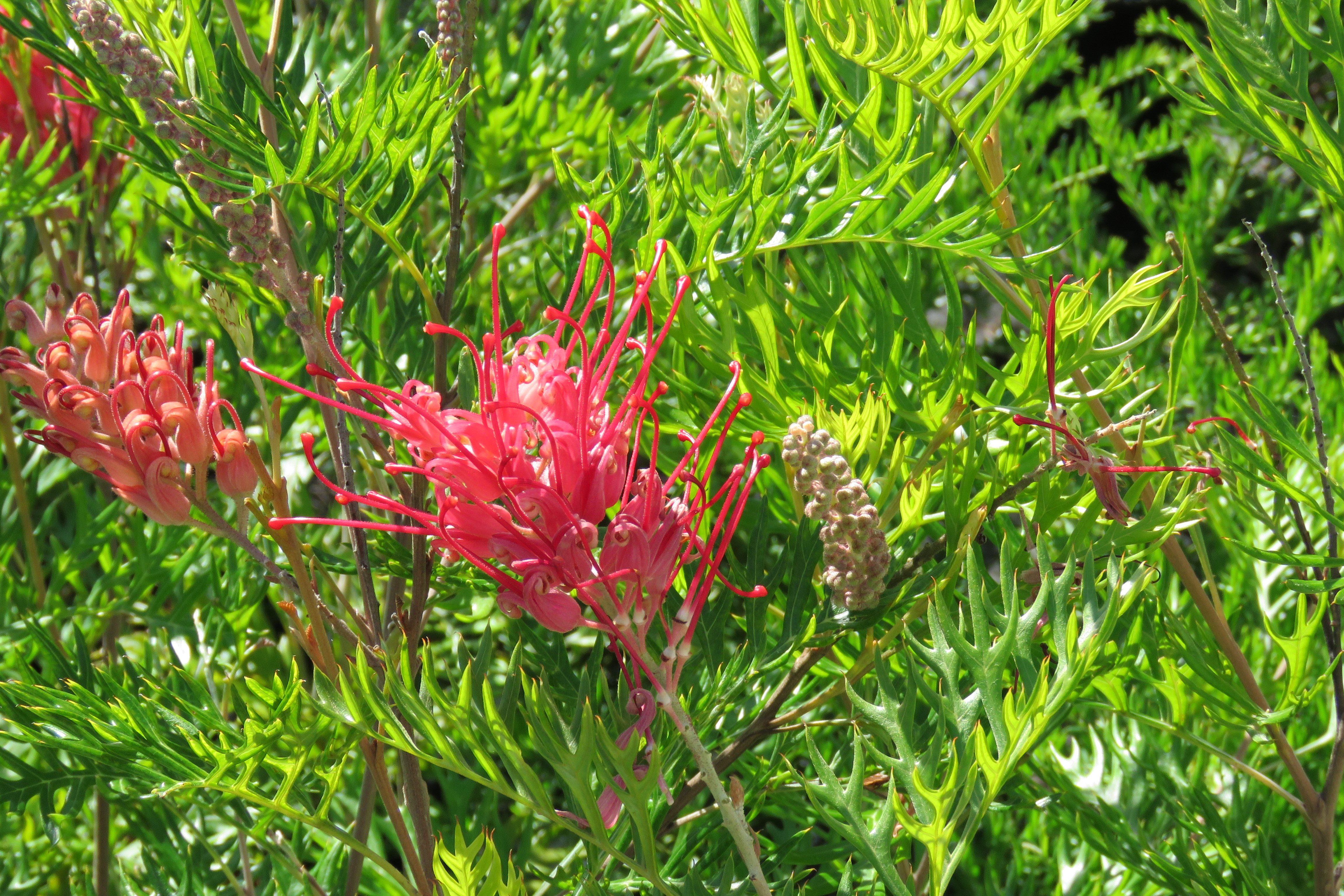 Grevillea ROBYN GORDON Burringbar Rainforest Nursery