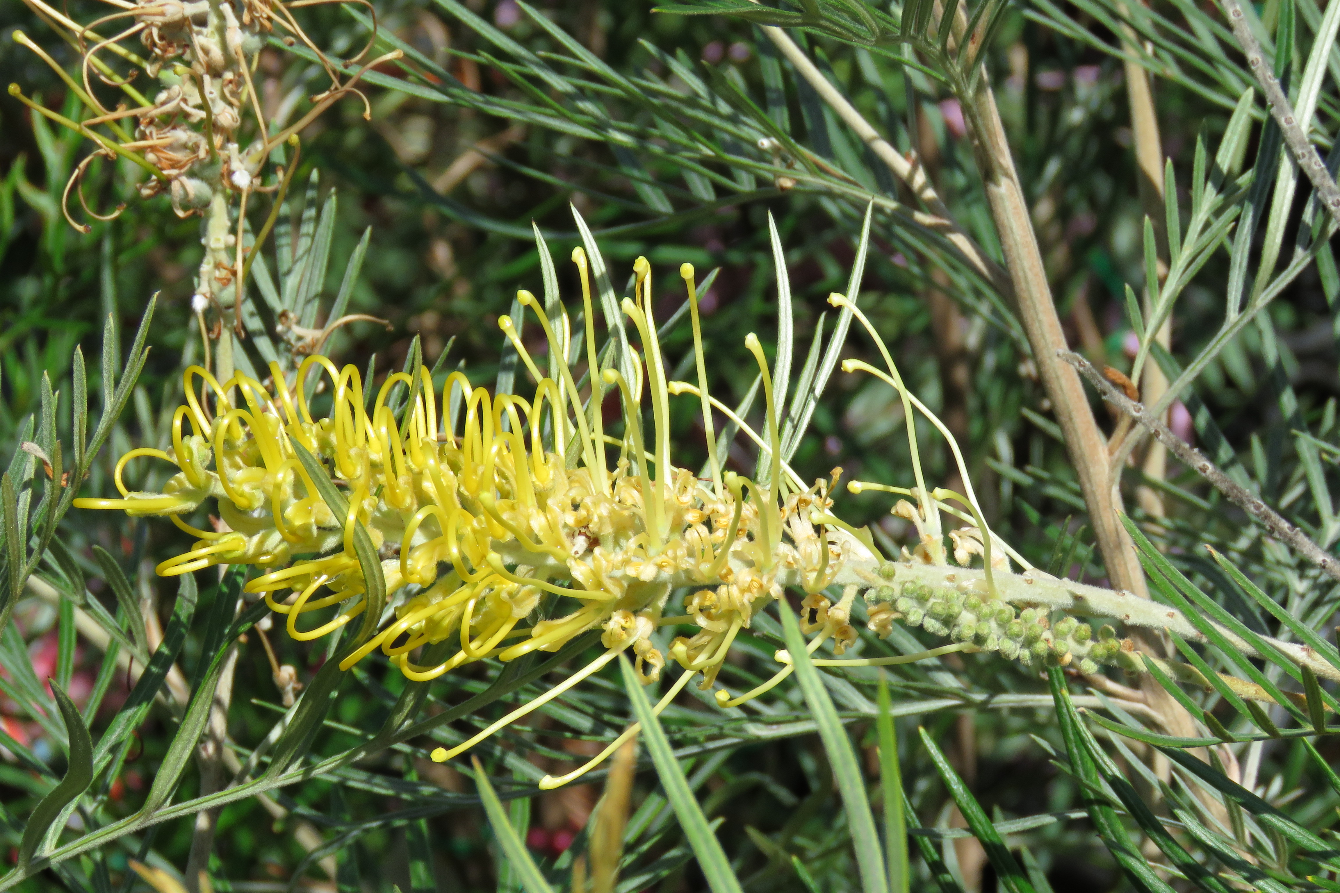 Grevillea YAMBA SUNSHINE Burringbar Rainforest Nursery