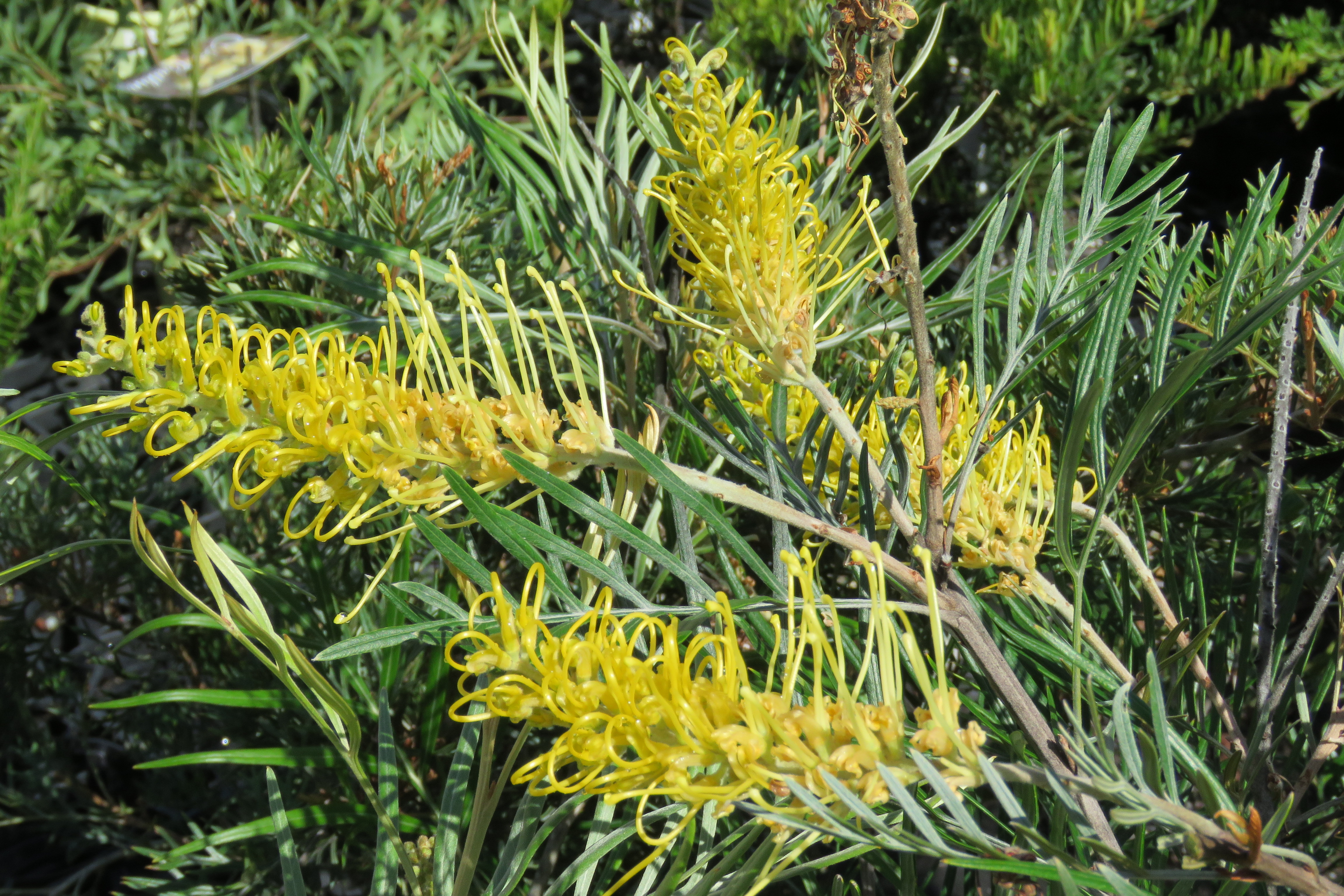 Grevillea WATTLEBIRD YELLOW Burringbar Rainforest Nursery