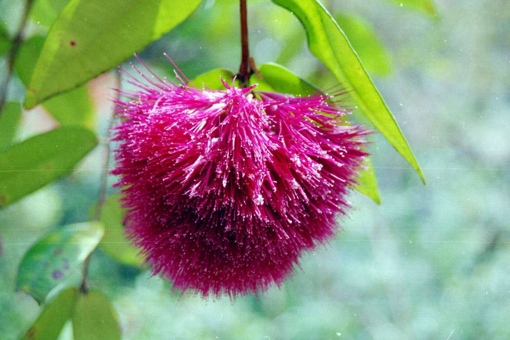Syzygium Wilsonii Wilsonii Powder Puff Lilly Pilly Burringbar