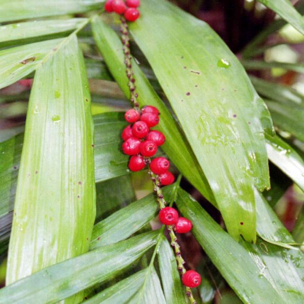 Linospadix monostachya Walking Stick Palm Burringbar Rainforest Nursery