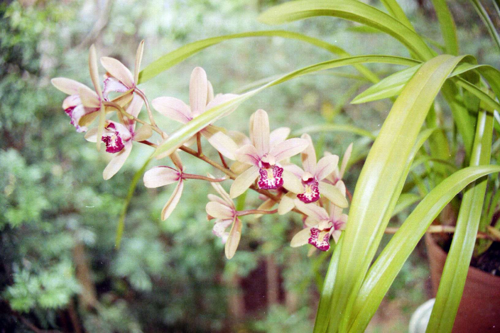 Австралийская Орхидея